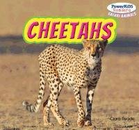 Cheetahs