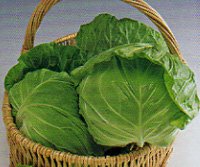 春波[キャベツ]【タネ】DF小袋