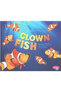 Clown Fish