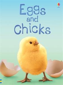 Eggs and Chicks