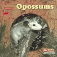 Opossums (Animals That Live in the Forest)