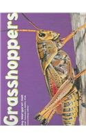 Grasshoppers (Pebble Plus) by Margaret Hall