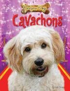Cavachons (Designer Dogs)