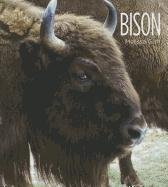 Bison