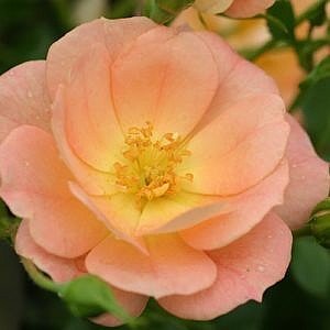 Roses - Peachy Cream Rose