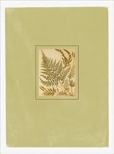 Ferns Postal Cards: 24 Postal Cards by New York Botanical Garden