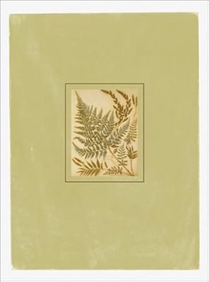 Ferns Postal Cards: 24 Postal Cards