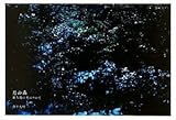 月の森 屋久島の光について