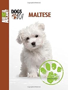 Maltese
