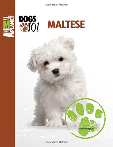 Maltese by Jenny Drastura