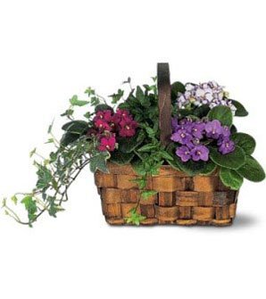 African Violets - Basket Bouquet