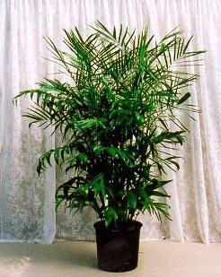 Palm Plants - Bamboo Palm
