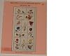 Brazilian Embroidery Book 3