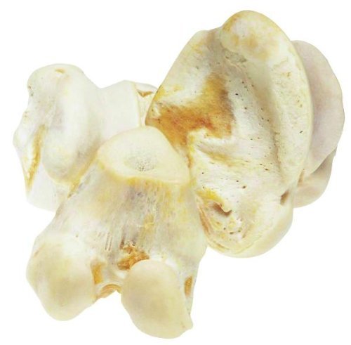Natural White Knuckle Bone - 42K002 - Bci