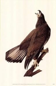 Bald Eagle Poster (Dover Posters)