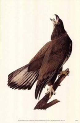 Bald Eagle Poster (Dover Posters)