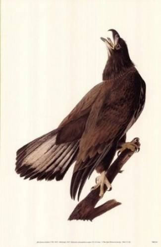 Bald Eagle Poster (Dover Posters) by Dover
