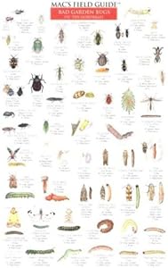 Mac's Field Guides: Northeast Garden Bugs by Craig MacGowan