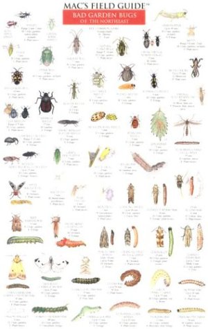 Mac's Field Guides: Northeast Garden Bugs by Craig MacGowan