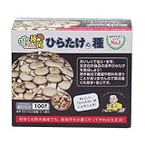 ヒラタケ種駒 【ひらたけ種駒100個】