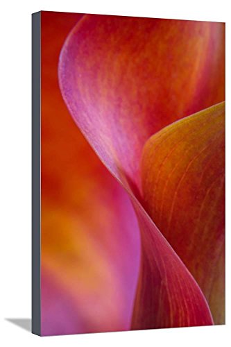 Algopix Similar Product 3 - ArtEdgeCalla Lily Curves I Stretched