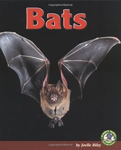 Bats (Early Bird Nature Books)