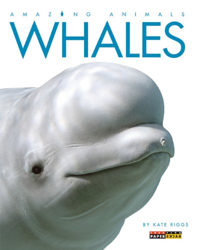 Amazing Animals: Whales by Kate Riggs