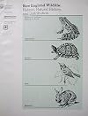 New England Wildlife: Habitat, Natural History, and Distribution. USDA General Technical Report NE-108