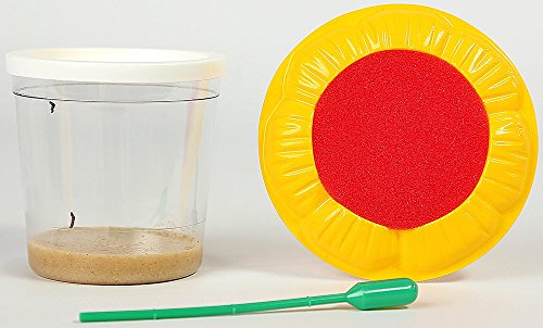 

Insect Lore Original Butterfly Garden with 5 Caterpillars