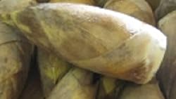 鹿児島県産　早堀り　たけのこ　２本～３本