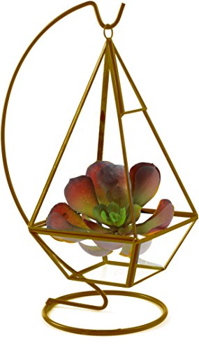 Algopix Similar Product 10 - Circleware 32506 Terraria Terrarium