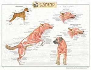 Canine Muscular Anatomy Chart