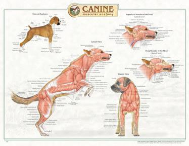 Canine Muscular Anatomy Chart by Anatomical Chart Company