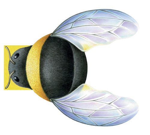 Little Bee by Giovanni Caviezel