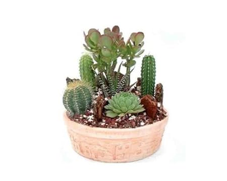 Succulent Plants - Cactus Garden with Pincushion Cactus
