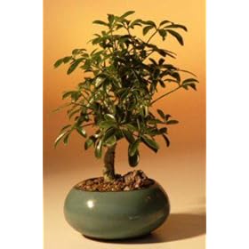 Hawaiian Umbrella Bonsai Tree