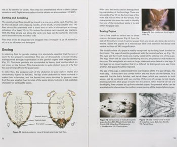 

Drosophila Manual, Carolina