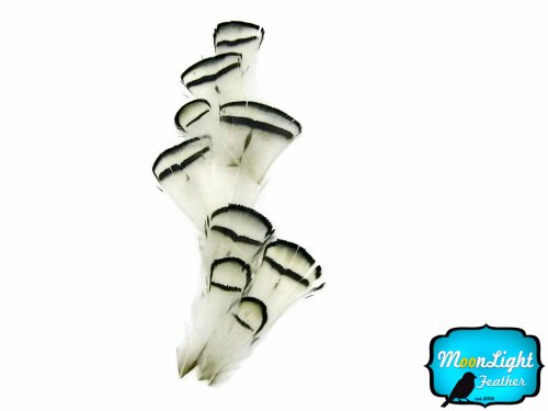 Algopix Similar Product 7 - Moonlight Feathers  Lady Amherst