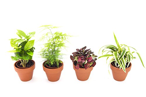 Algopix Similar Product 13 - KaBloom Live Plant Collection Set of 4