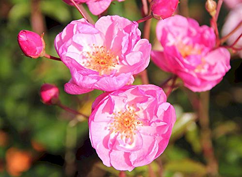 Algopix Similar Product 17 - Lavender Meidiland Shrub Rose  4 Pot
