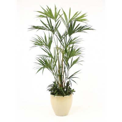 Palm Plants - Kentia (Sentry) Palm