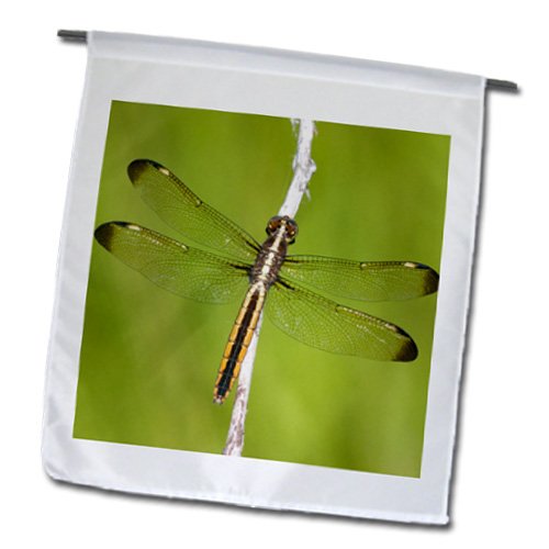 

Danita Delimont - Dragonflies - Spangled Skimmer, Libellula cyanea, female in wetland, Marion Co. IL - Flags