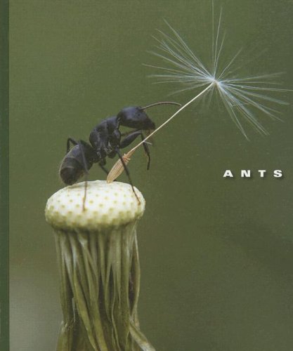 Ants (World of Insects) by Sophie Lockwood