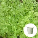 コリアンダー / パクチー 栽培セット 【 素焼きのようなナチュラルな質感 / アイボリー 】