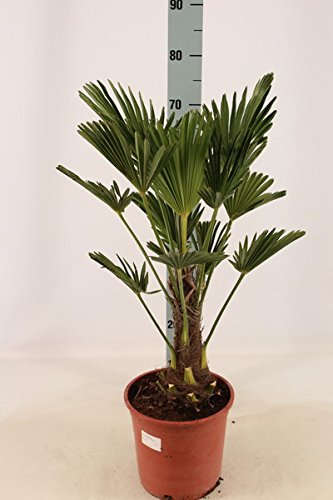 Trachycarpus fortunei wagnerianus Hanfpalme 70 cm Wagner hanfpalme