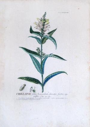 

Chelone