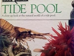 Tide Pool Look Closer