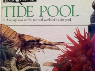 Tide Pool Look Closer by Christiane Gunzi