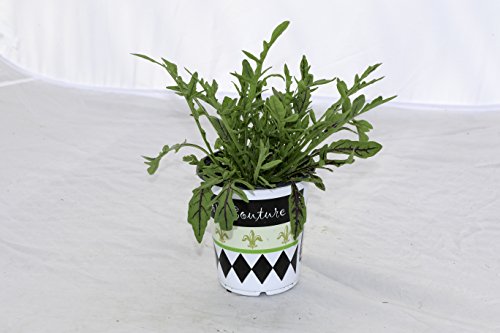 Algopix Similar Product 15 - Hort Couture 9cm Pot Green Combination