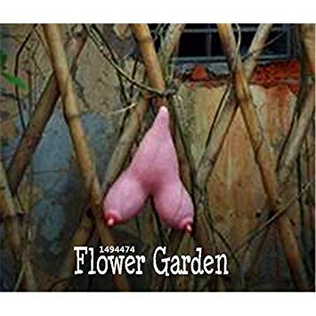 Algopix Similar Product 10 - Selected highquality Vietnam gourd